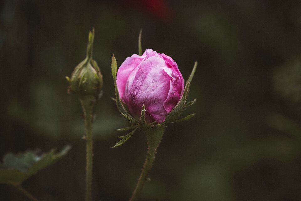 Bud blossom bloom