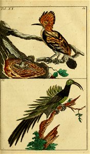 Unterhaltungen aus der Naturgeschichte.