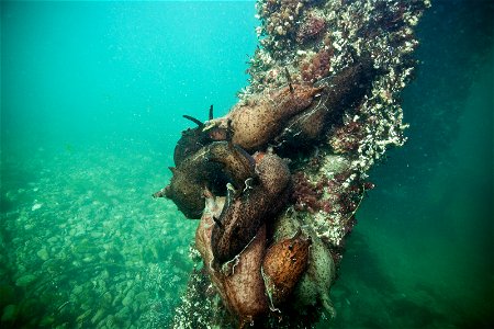 Aplysia californica, grupo copulando en el puerto de Monterey, EE.UU.
