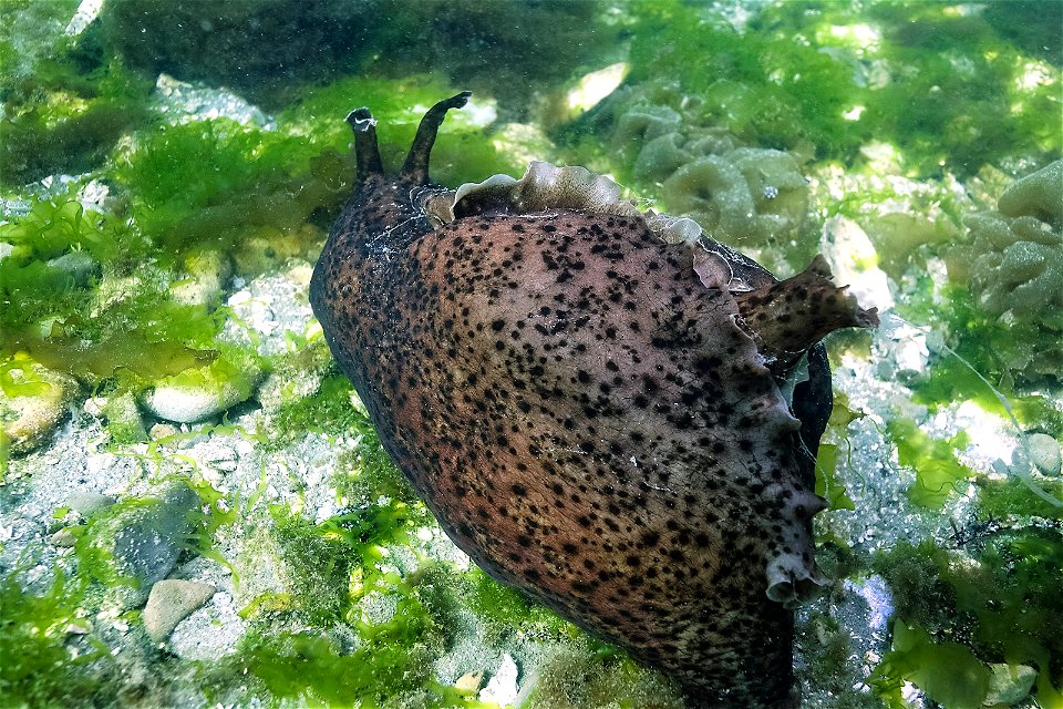 Aplysia californica, puerto de Monterey, EE.UU.