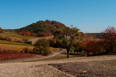 Winemaker agriculture autumn photo