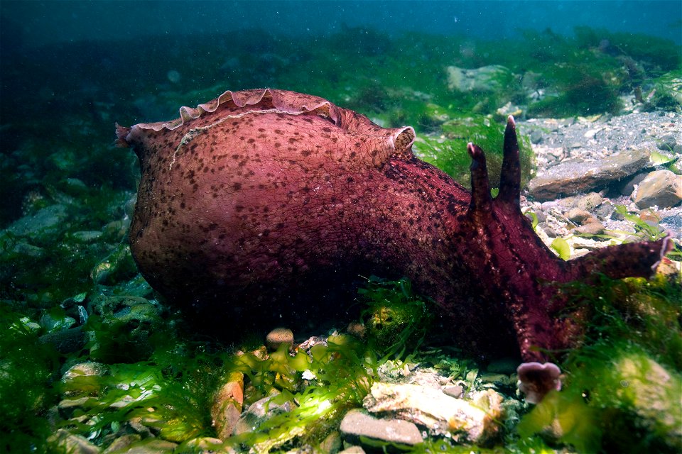 Aplysia californica, en el puerto de Monterey, California
