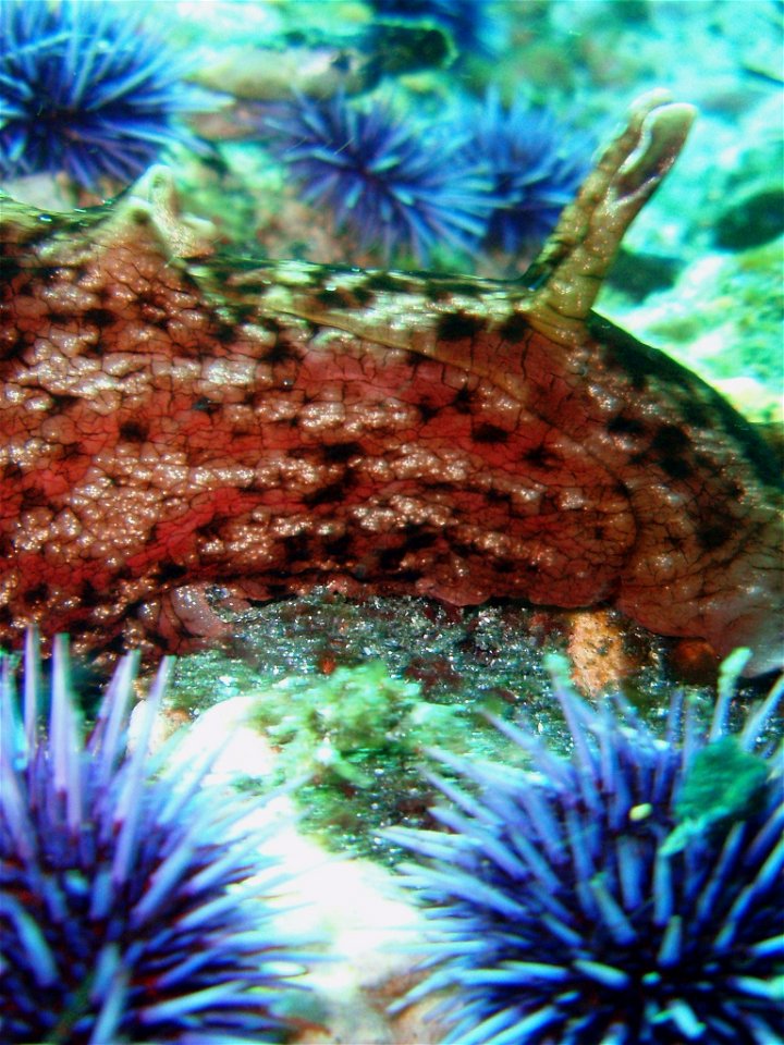 California sea hare (Aplysia californica)