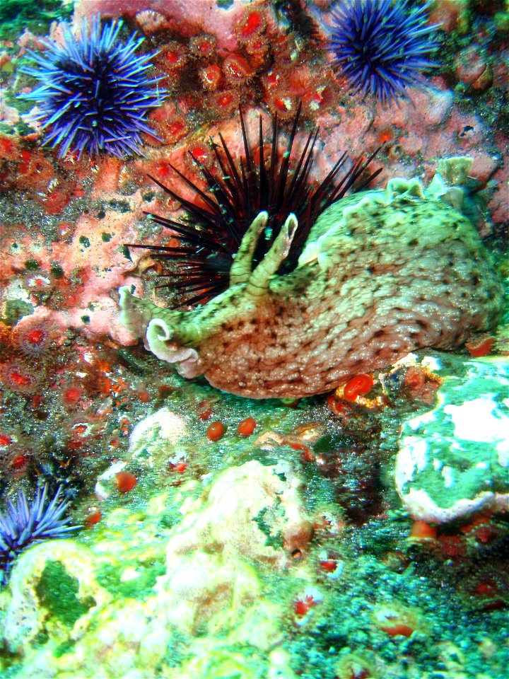 A California sea hare (a type of sea slug) (Aplysia californica) with purple sea urchins (Strongylocentrotus purpuratus). California, Channel Islands NMS.