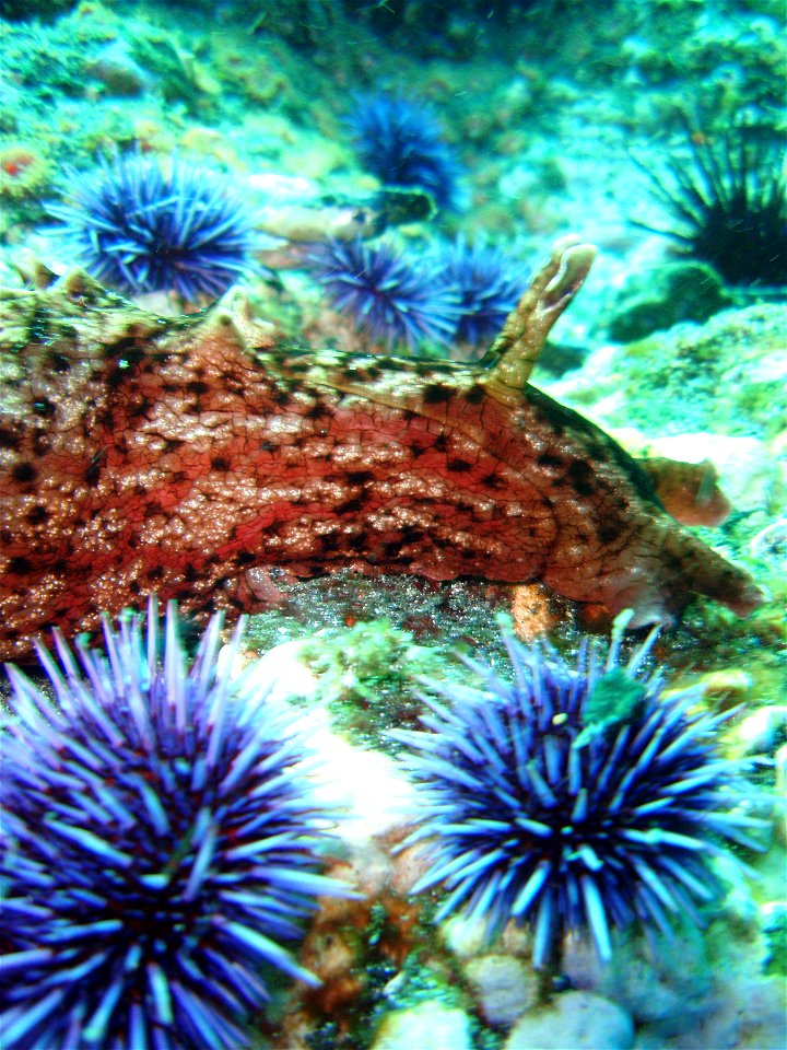 A California sea hare (a type of sea slug) (Aplysia californica) with purple sea urchins (Strongylocentrotus purpuratus). California, Channel Islands NMS.