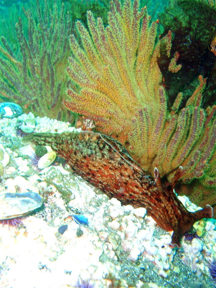 California golden gorgonian (Muricea california) with sea hare (Aplysia californica) in the foreground. California, Channel Islands NMS.