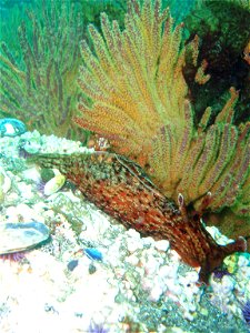 California golden gorgonian (Muricea california) with sea hare (Aplysia californica) in the foreground. California, Channel Islands NMS.