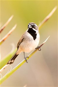 Black-throated sparrow (Amphispiza bilineata), Joshua Tree National Park. NPS/Brad Sutton
