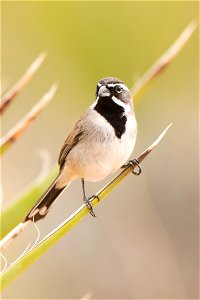 Black-throated sparrow (Amphispiza bilineata), Joshua Tree National Park. NPS/Brad Sutton photo