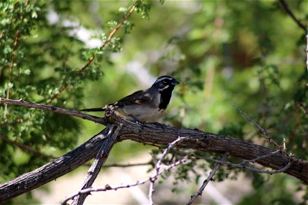 Black-throated Sparrow, Joshua Tree National Park. NPS/Cathy Bell photo