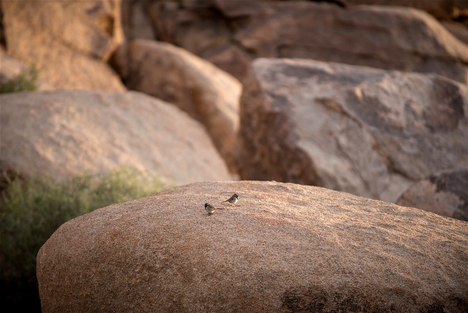 Black-throated sparrows (Amphispiza bilineata), Joshua Tree National Park. NPS/Brad Sutton