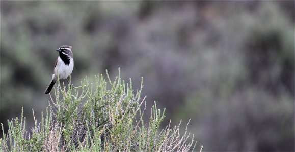 Black-throated Sparrows are common in the sagebrush steppe ecosystem. You are free to use this photo with the following credit: Elizabeth Materna, USFWS photo