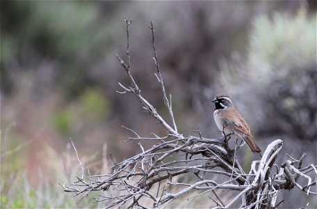 Black-throated Sparrows are common in the sagebrush steppe ecosystem. You are free to use this photo with the following credit: Elizabeth Materna, USFWS photo