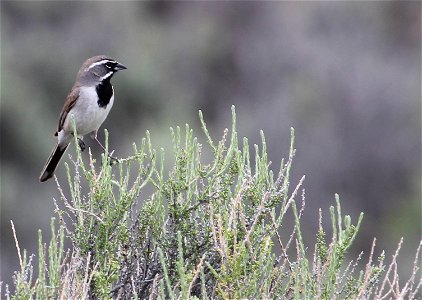 Black-throated Sparrows are common in the sagebrush steppe ecosystem. You are free to use this photo with the following credit: Elizabeth Materna, USFWS photo