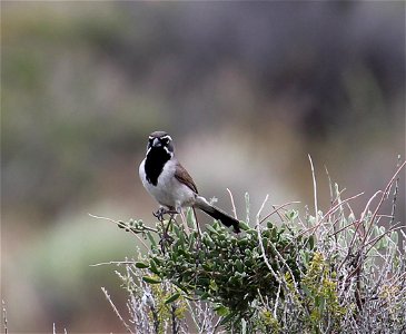 Black-throated Sparrows are common in the sagebrush steppe ecosystem.

You are free to use this photo with the following credit: Elizabeth Materna, USFWS