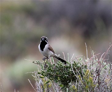 Black-throated Sparrows are common in the sagebrush steppe ecosystem. You are free to use this photo with the following credit: Elizabeth Materna, USFWS photo