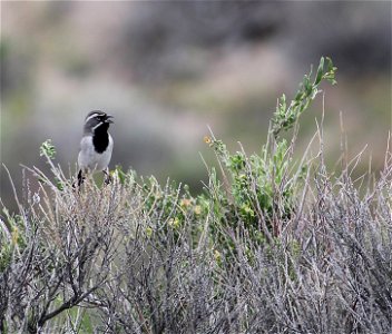 Black-throated Sparrows are common in the sagebrush steppe ecosystem. You are free to use this photo with the following credit: Elizabeth Materna, USFWS photo