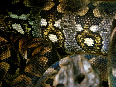 détail des écailles d'un boa de Duméril ( Acrantophis dumerili, Madagascar). Il est présenté à l'Ile aux Serpents.