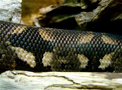 détail des écailles d'un boa de Duméril ( Acrantophis dumerili, Madagascar). Il est présenté à l'Ile aux Serpents.