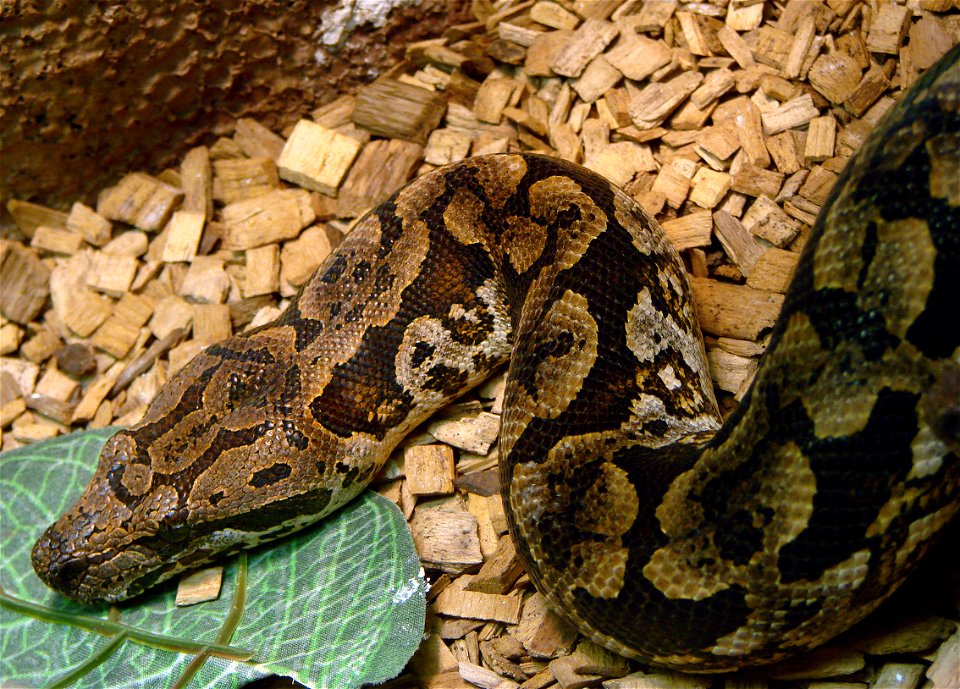 Boa de Duméril ( Acrantophis dumerili, Madagascar). Il est présenté à l'Ile aux Serpents.