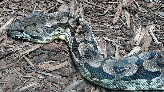 Dumeril's boa (Boa dumerili)