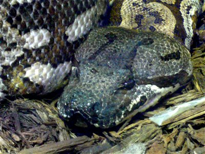 Dumeril's boa (Boa dumerili)