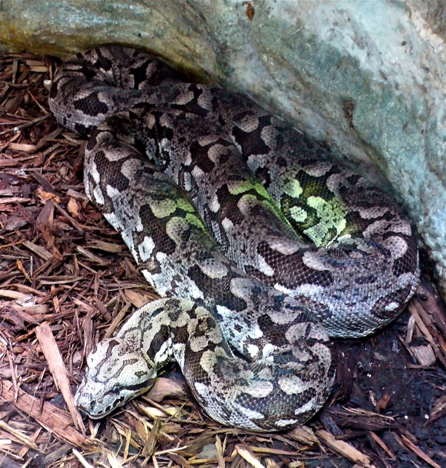 Dumeril's boa (Acrantophis dumerili)
