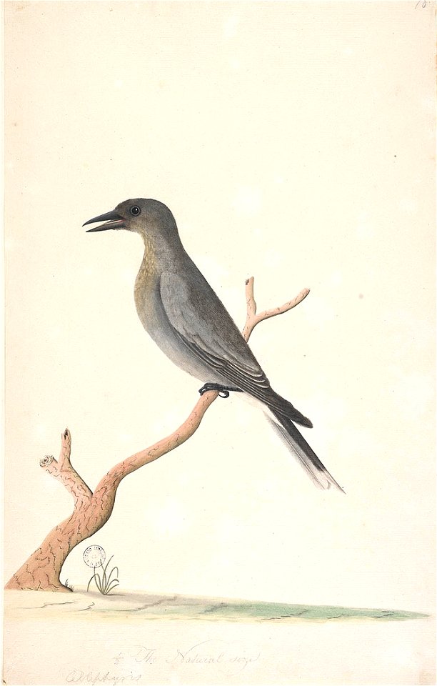 f.15  Grey Currawong  [Strepera versicolor]