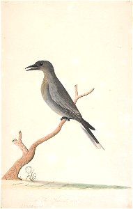 f.15  Grey Currawong  [Strepera versicolor]