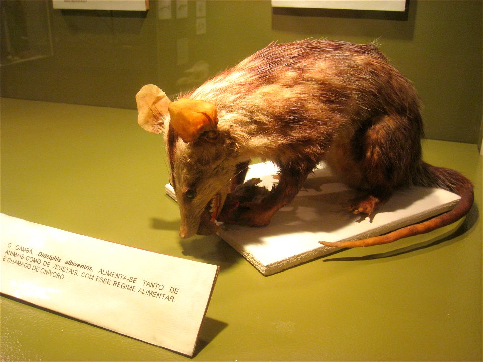 Museu de História Natural de Campinas, Campinas, SP, Brazil.