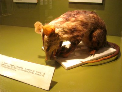 Museu de História Natural de Campinas, Campinas, SP, Brazil.