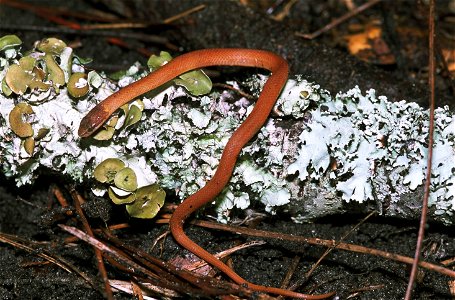 Image title: Pine woods snake rhadinaea flavilata on a lichen covered log
Image from Public domain images website, http://www.public-domain-image.com/full-image/fauna-animals-public-domain-images-pict