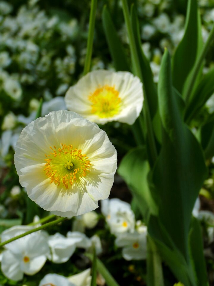 Small white pansy nature