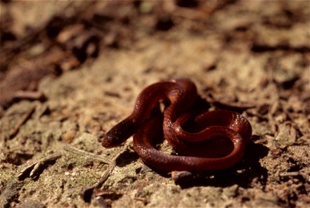 Pine Woods Snake (Rhadinaea flavilata)