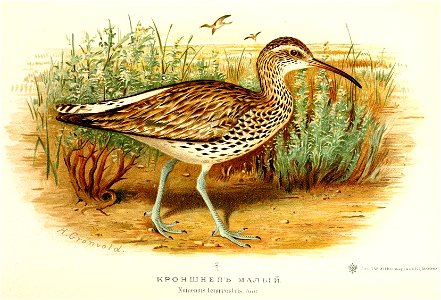 Numenius tenuirostris 

 Тонкоклювый кроншнеп
Deutsch:  Dünnschnabel-Brachvogel