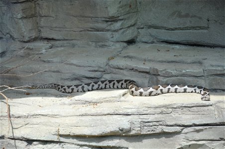 Ottoman viper