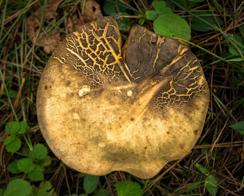 Fungi germany discovery