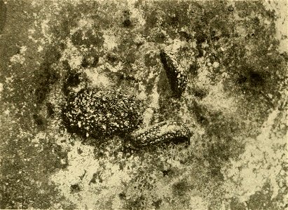 Black and white photo of Geomalacus maculosus shows that this species has protective coloration among lichens.