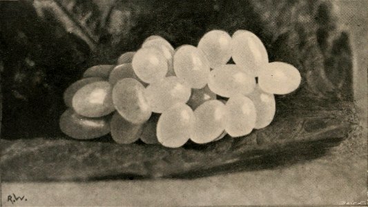 Photo of cluster of eggs of Geomalacus maculosus deposited in captivity.