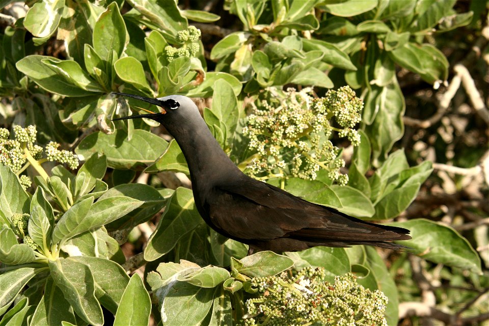 Black Noddy Anous minutus in Tournefortia sp. Taken on Tern Island, French Frigate Shoals