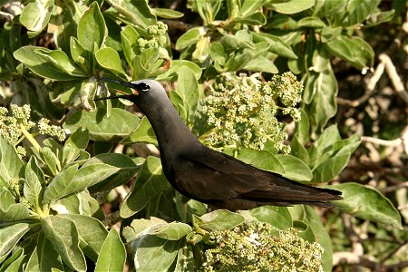 Black Noddy Anous minutus in Tournefortia sp. Taken on Tern Island, French Frigate Shoals photo