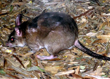 Malagasy giant rat Hypogeomys antimena at  Bristol Zoo, England.