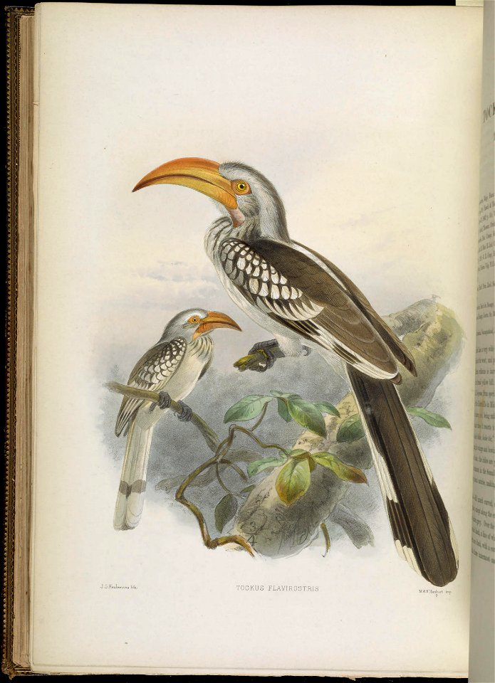 A monograph of the Bucerotidæ, or family of the hornbills.