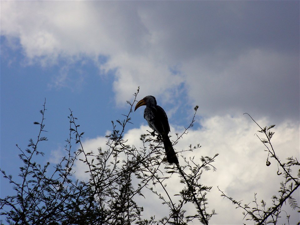 I am the originator of this photo. I hold the copyright. I release it to the public domain. This photo depicts a bird.