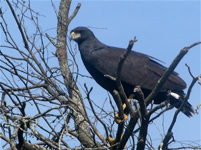 Buteogallus urubitinga NBII