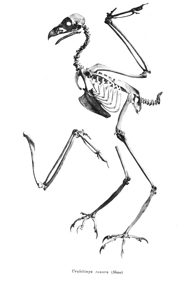 Bird skeletons. Note that the current scientific names need to be checked.

Urubitinga zonura