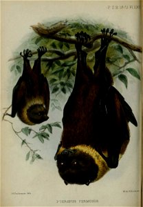 Pteropus formosus (Pteropus dasymallus formosus), lithograph by John Gerrard Keulemans, Proceedings of the Zoological Society of London 1873, Plate XXII.