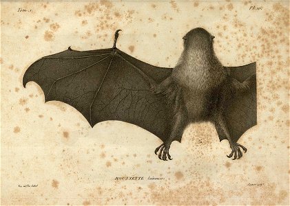 Pteropus dasymallus Temminck, 1825;  Monographies de mammalogie, Plate 10