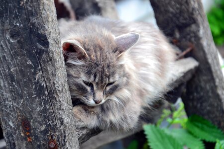 Grey sleep wild