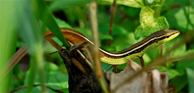 Takydromus sexlineatus, male, from Darmaga, Bogor, West Java, Indonesia